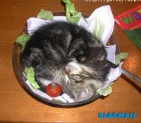 /album/galeria-de-fotos-mundo-animal/animais-33-jpg/